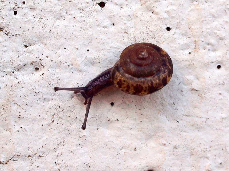 Gastropoda